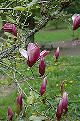 O'Neill Lily Magnolia (Magnolia liliiflora 'O'Neill') at A Very Successful Garden Center
