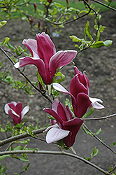 Lily Magnolia (Magnolia purpurea) at Stonegate Gardens
