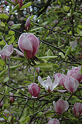 Rustica Rubra Magnolia (Magnolia x soulangeana 'Rustica Rubra') at A Very Successful Garden Center