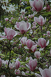 Saucer Magnolia (tree form) (Magnolia x soulangeana '(tree form)') at Lakeshore Garden Centres