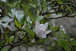 Pink Star Magnolia (Magnolia stellata 'Rosea') at A Very Successful Garden Center