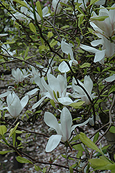 White Saucer Magnolia (Magnolia x soulangeana 'Alba') at Stonegate Gardens