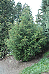 Santa Cruz Cypress (Cupressus abramsiana) at A Very Successful Garden Center