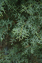 Paiute Cypress (Cupressus arizonica 'var. nevadensis') at A Very Successful Garden Center