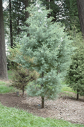 Paiute Cypress (Cupressus arizonica 'var. nevadensis') at Stonegate Gardens