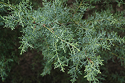 Smooth Cypress (Cupressus arizonica 'var. glabra') at Stonegate Gardens