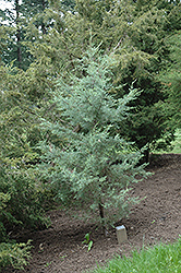 Smooth Cypress (Cupressus arizonica 'var. glabra') at Stonegate Gardens