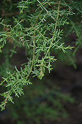 Mendocino Cypress (Cupressus goveniana 'var. pygmaea') at A Very Successful Garden Center