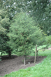 Mendocino Cypress (Cupressus goveniana 'var. pygmaea') at Lakeshore Garden Centres