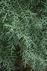 San Pedro Martir Cypress (Cupressus arizonica 'var. montana') at A Very Successful Garden Center