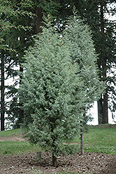 San Pedro Martir Cypress (Cupressus arizonica 'var. montana') at Lakeshore Garden Centres