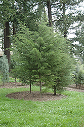 Gowen Cypress (Cupressus goveniana) at A Very Successful Garden Center