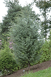 Himalayan Cypress (Cupressus torulosa) at A Very Successful Garden Center