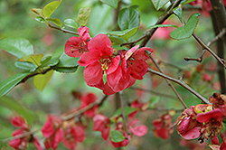 Phyllis Moore Flowering Quince (Chaenomeles speciosa 'Phyllis Moore') at A Very Successful Garden Center