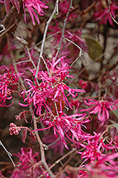 Pipa's Red Fringeflower (Loropetalum chinense 'Pipa's Red') at A Very Successful Garden Center