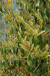 Evergreen Witch Hazel (Distylium racemosum) at Lakeshore Garden Centres