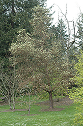 Pacific Madrone (Arbutus menziesii) at Lakeshore Garden Centres