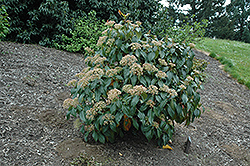 Linden Viburnum (Viburnum dilatatum) at A Very Successful Garden Center