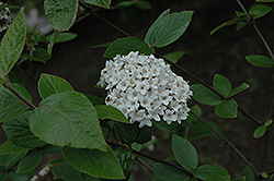 Chenault Viburnum (Viburnum x burkwoodii 'Chenaultii') at A Very Successful Garden Center