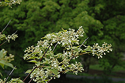 Japanese Bladdernut (Staphylea bumalda) at A Very Successful Garden Center