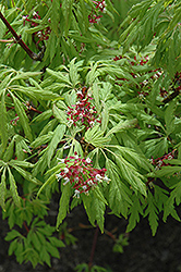 Monroe Vine Maple (Acer circinatum 'Monroe') at A Very Successful Garden Center