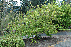 Monroe Vine Maple (Acer circinatum 'Monroe') at Lakeshore Garden Centres