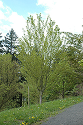 Snakebark Maple (Acer tegmentosum) at Lakeshore Garden Centres