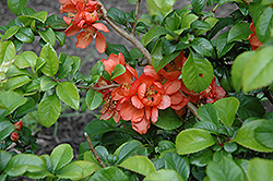 Orange Beauty Flowering Quince (Chaenomeles japonica 'Orange Beauty') at A Very Successful Garden Center