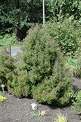 Ericoides Whitecedar (Chamaecyparis thyoides 'Ericoides') at Stonegate Gardens