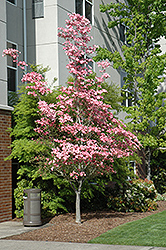 Cherokee Brave Flowering Dogwood (Cornus florida 'Cherokee Brave') at Stonegate Gardens