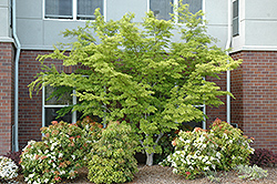 Seiryu Japanese Maple (Acer palmatum 'Seiryu') at A Very Successful Garden Center