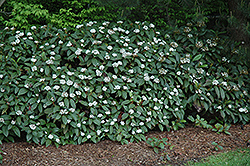 David Viburnum (Viburnum davidii) at Stonegate Gardens