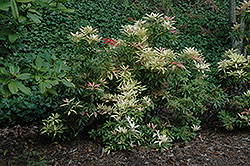Forest Flame Japanese Pieris (Pieris japonica 'Forest Flame') at Stonegate Gardens