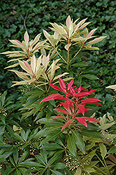 Forest Flame Japanese Pieris (Pieris japonica 'Forest Flame') at Stonegate Gardens
