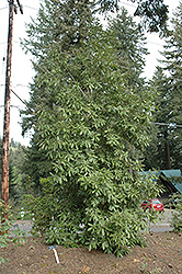 Tanbark Oak (Lithocarpus densiflorus) at A Very Successful Garden Center