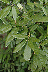 Tanbark Oak (Lithocarpus densiflorus) at Lakeshore Garden Centres
