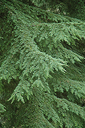Western Hemlock (Tsuga heterophylla) at Stonegate Gardens