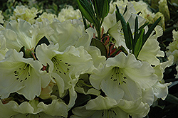 Odee Wright Rhododendron (Rhododendron 'Odee Wright') at Lakeshore Garden Centres