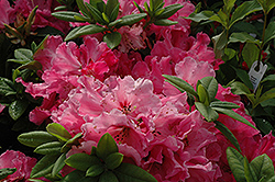 Hallelujah Rhododendron (Rhododendron 'Hallelujah') at Stonegate Gardens