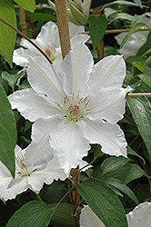 Hyde Hall Clematis (Clematis 'Hyde Hall') at Lakeshore Garden Centres