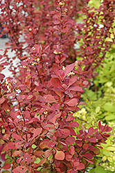 Red Carpet Japanese Barberry (Berberis thunbergii 'Red Carpet') at A Very Successful Garden Center