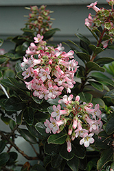 Pink Princess Escallonia (Escallonia x exoniensis 'Fradesii') at Lakeshore Garden Centres