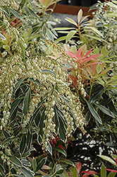 Flaming Silver Japanese Pieris (Pieris japonica 'Flaming Silver') at A Very Successful Garden Center