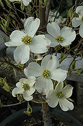 Cherokee Daybreak Flowering Dogwood (Cornus florida 'Cherokee Daybreak') at Lakeshore Garden Centres