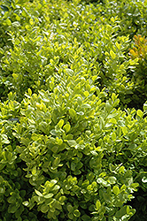 Dwarf English Boxwood (Buxus sempervirens 'Suffruticosa') at A Very Successful Garden Center