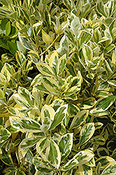 Silver King Euonymus (Euonymus japonicus 'Silver King') at Lakeshore Garden Centres