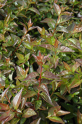 Edward Goucher Abelia (Abelia x grandiflora 'Edward Goucher') at Stonegate Gardens