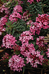 Ruby Glow Daphne (Daphne cneorum 'Ruby Glow') at A Very Successful Garden Center