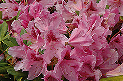Cosmopolitan Rhododendron (Rhododendron 'Cosmopolitan') at Lakeshore Garden Centres