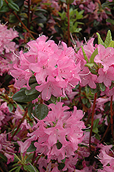 Hardijzer's Beauty Rhododendron (Rhododendron 'Hardijzer's Beauty') at A Very Successful Garden Center